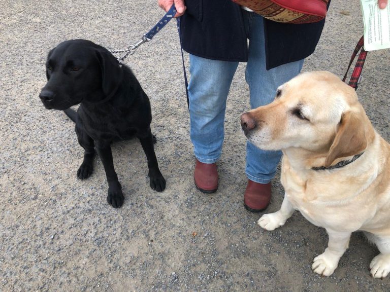 Blessing of Animals for the Feast of St. Francis took place last Friday in the Birr Rugby club grounds.